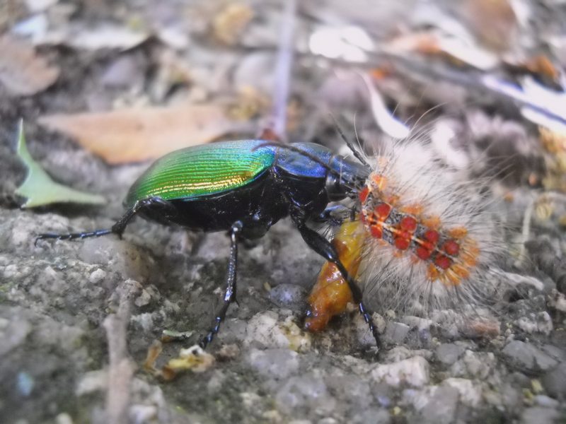 Calosoma sicophanta...in azione